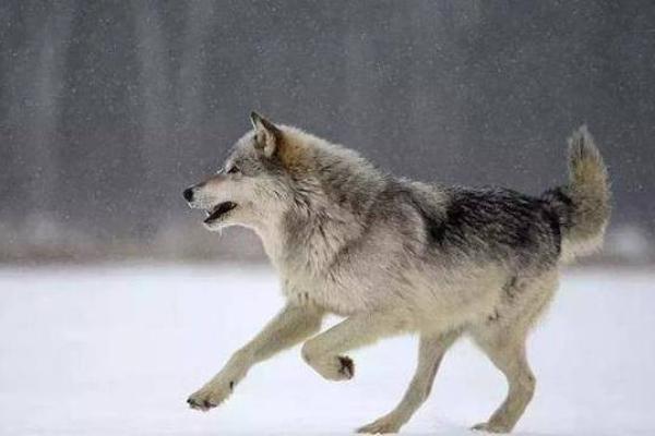 男人梦见狼 吉兆