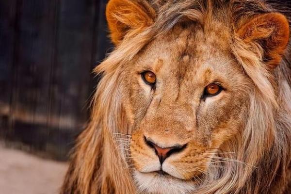 无独有偶是什么生肖动物