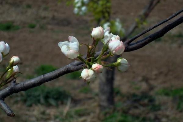 落地生根代表什么生肖
