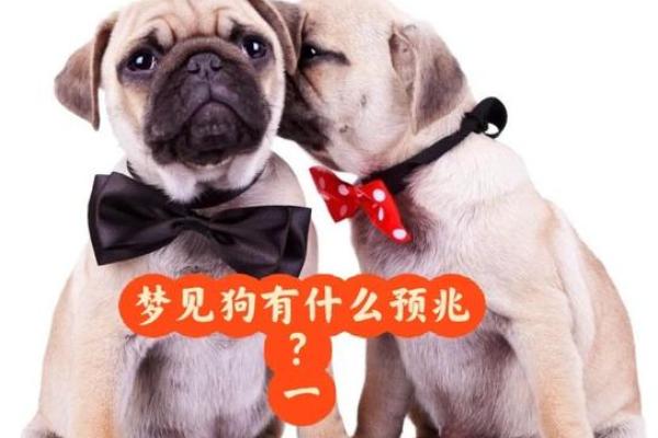 梦见一群狗是什么意思