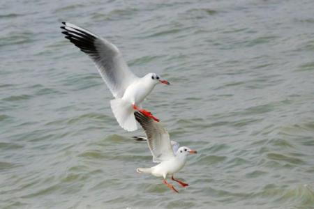 千姿百态是指什么生肖动物(千姿百态是指什么生肖动物)