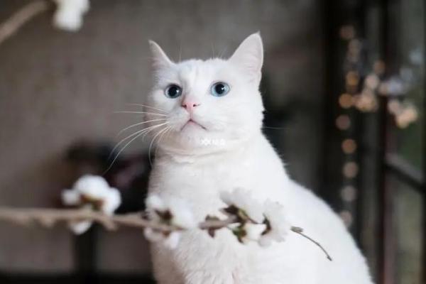 女人梦见猫周公解梦