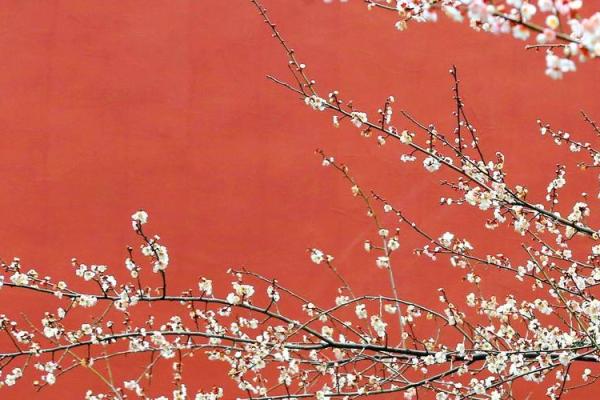 红色梅花三六九代表什么生肖