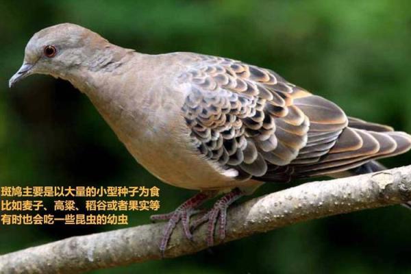 小户人家打一生肖