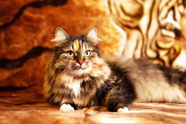 梦见大猫是什么预兆周公解梦