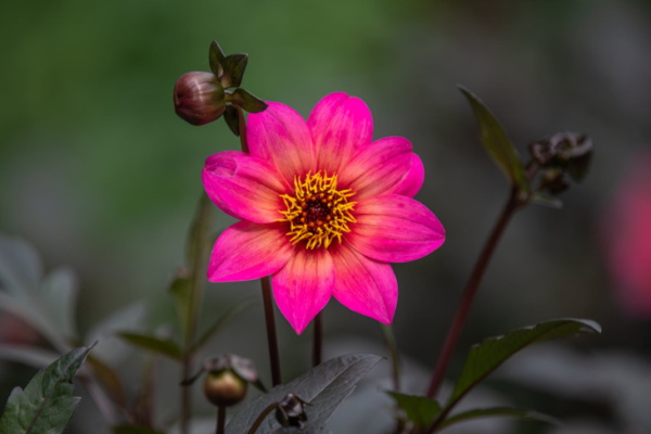 落地生根打一准确生肖(落地生根打一准确生肖最佳答案)