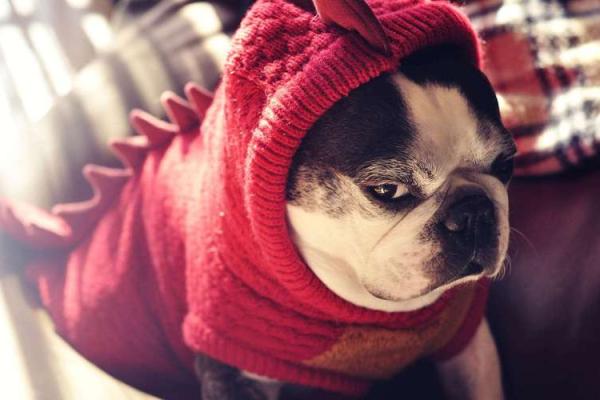 “众矢之的”打一个生肖动物，众矢之的是什么生肖答案解释释义落实