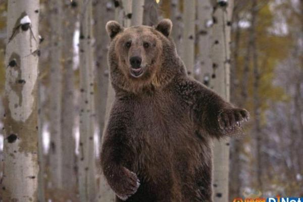 梦见狗熊是什么预兆