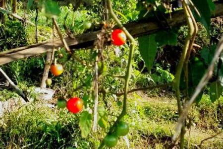 阳光照耀大地暖是什么生肖(阳光 照耀大地)