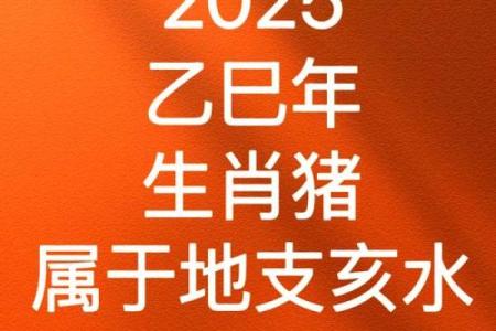 2025年属相猪运势详解全年运程大揭秘