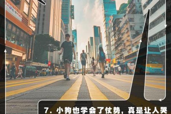 “狗仗人势”打一生肖是什么，狗仗人势打一个生肖答案解释释义落实