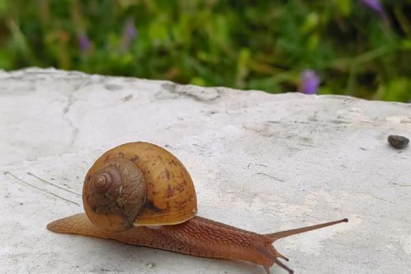 “浪子回头”打一准确动物生肖，浪子回头是什么生肖答案解释释义落实