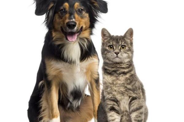 女人梦见狗猫一起出现