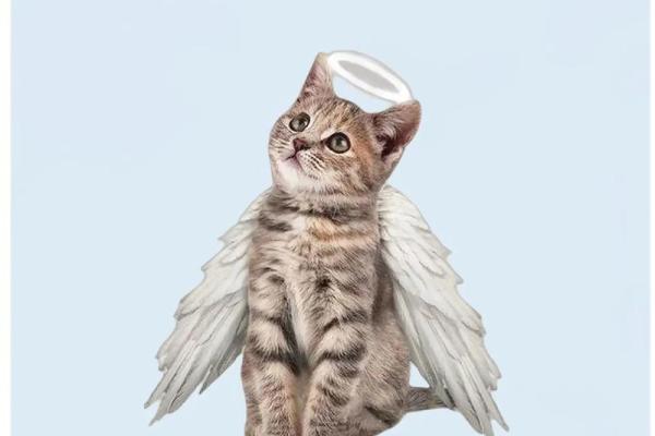 女人梦见猫死了是什么预兆