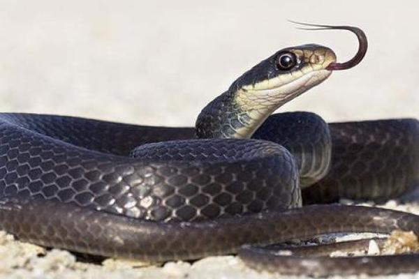 梦见黑蛇的都生了儿子吗