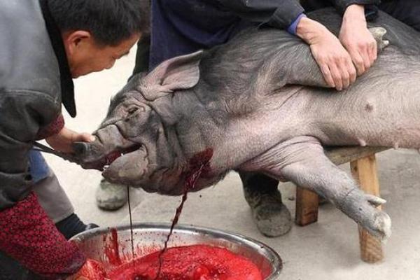 梦见两头猪什么意思