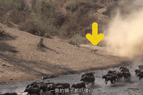 偷鸡摸狗打一个生肖(偷鸡摸狗打一个生肖动物)