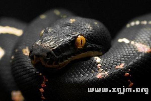 梦见花蛇是什么预兆 女性 梦见花蛇是什么预兆 女性