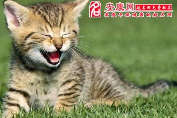 女人梦见一群猫是什么预兆 女人梦见一群猫是什么预兆