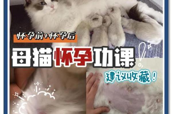 孕妇梦见猫