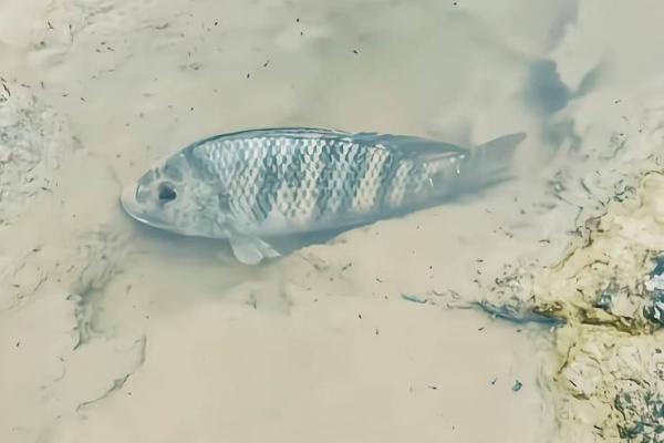 梦到好多鱼在水里游