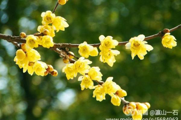 “异香异气”是什么生肖，异香异气打一生肖答案解释释义落实