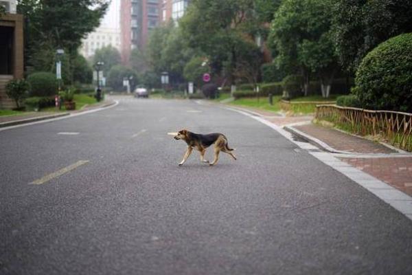男人梦见狗追自己是什么意思啊