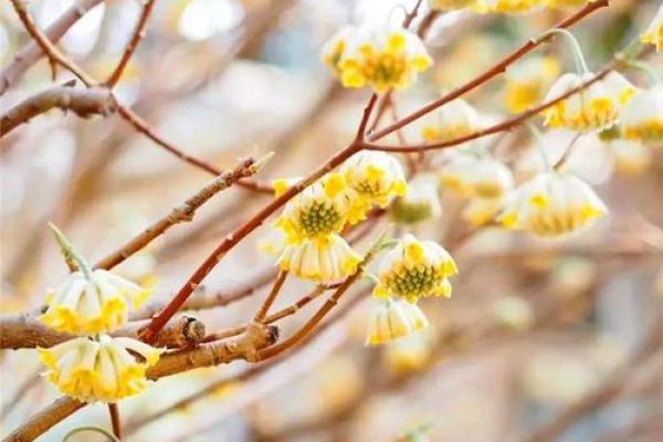 并蒂芙蓉是什么生肖(并蒂芙蓉的意思和造句)