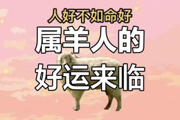 03年属羊人的运势 2023年属羊人运势解析机遇与挑战并存