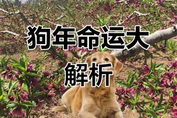 1982属狗白羊座(1982属狗走大运在哪一年)