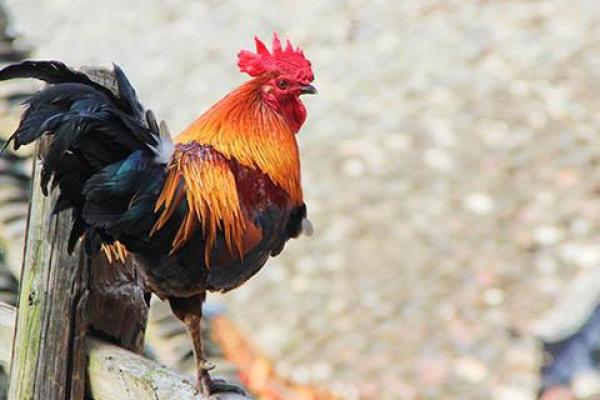 老生常谈打一生肖