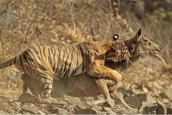 曲高和寡代表什么生肖