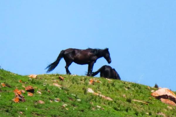 “一马独行三军随”打一个生肖动物，一马独行三军随是指什么生肖答案解释释义落实