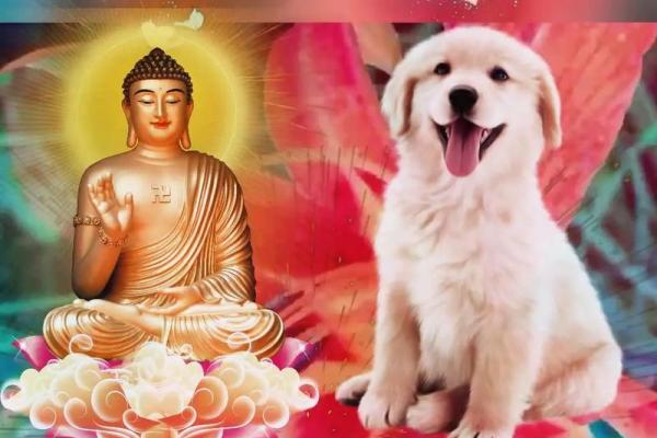 70年属狗今日运势查询 70年狗今日运势2021