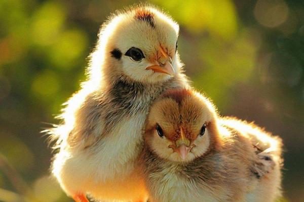 “古今中外”打一正确的生肖,古今中外打一生肖答案解释释义落实 “古今中外”打一正确的生肖,古今中外打一生肖答案解释释义落实