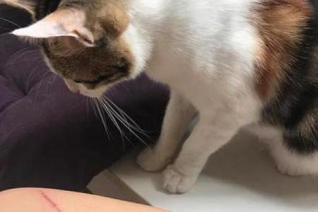 梦见被猫抓咬什么预兆