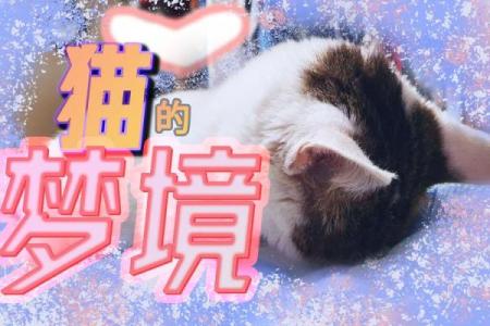 梦见猫会说话
