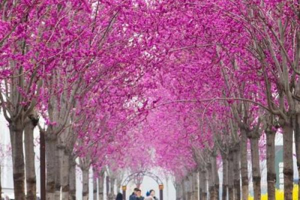 “红花柳绿四季春”是代表哪个生肖，红花柳绿四季春是什么生肖答案解释释义落实