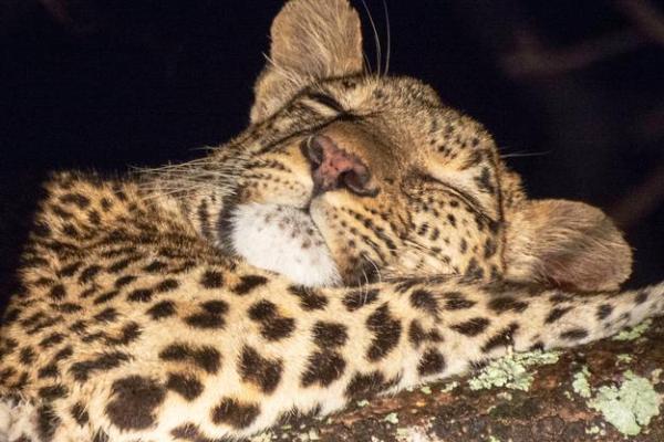 “野性难驯”打一生肖是什么，野性难驯是指什么生肖答案解释释义落实