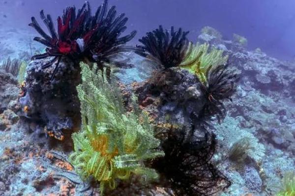 海百合星座下周运势 海百合2020年星座运势