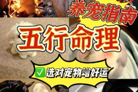 70年的狗是什么命 五行属什么_70年出生的狗2025年财运如何