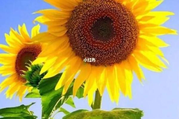 “烈日当空”打一生肖是什么，烈日当空打一准确生肖答案解释释义落实