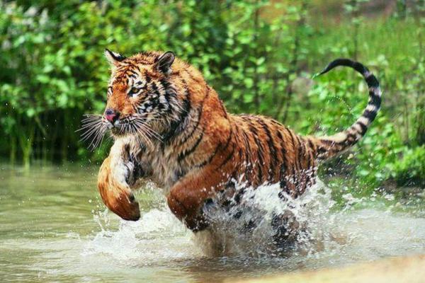 “恸哭流涕”打一准确动物生肖，恸哭流涕指什么生肖答案解释释义落实