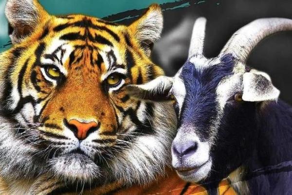 属羊跟属虎的婚配怎么样_属羊与属虎婚配解析性格互补还是冲突不断