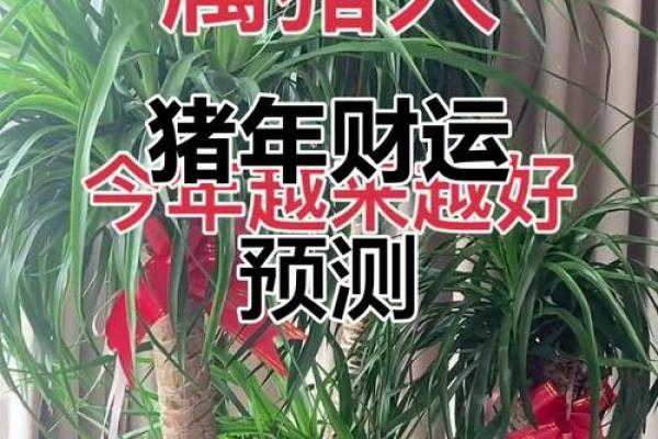 猪年2025年运势及运程 2025猪年运势详解运程预测与开运指南