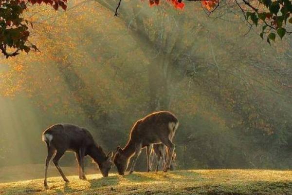 “林深见鹿”打一正确的生肖，林深见鹿是什么生肖答案解释释义落实