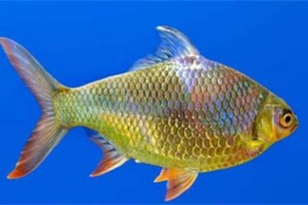 已婚女人梦见活鱼征兆