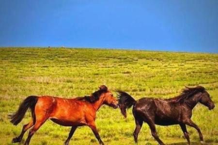 2002属马最佳婚配属相_2002属马婚姻配相