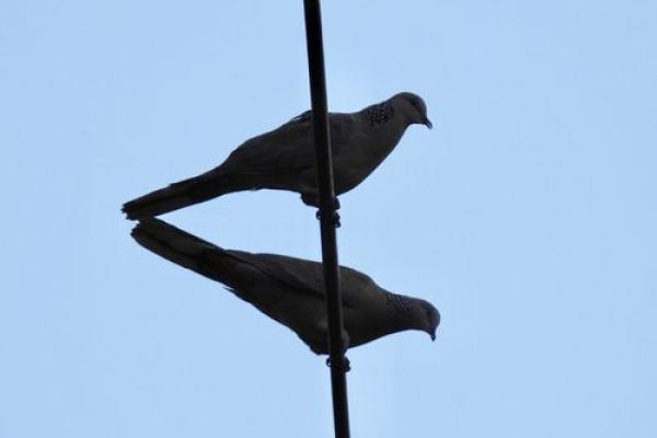 攀高枝儿是什么生肖(攀高枝儿是什么生肖,已答解析落实蛇)