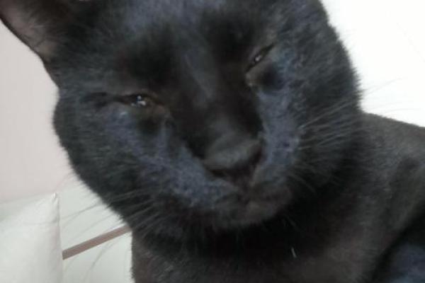 闻风丧胆是什么生肖(闻风丧胆的意思是什么)